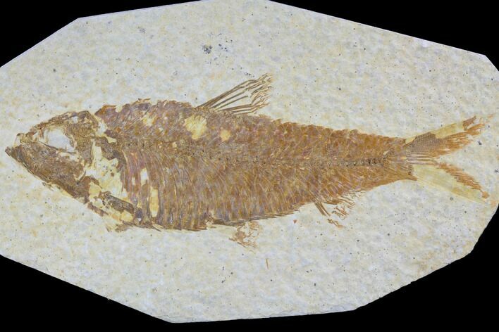Detailed Fossil Fish (Knightia) - Wyoming #88558